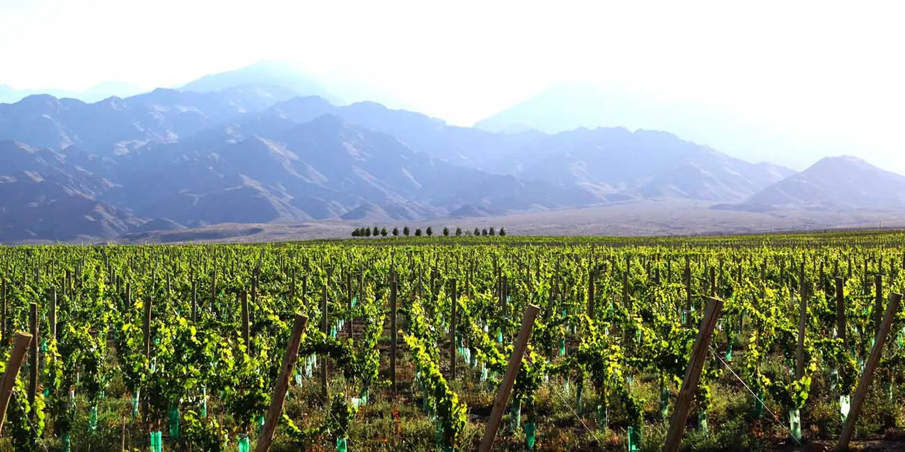 Casamento na Casa De Uco Vineyards & Wine Resort 